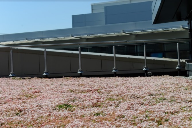 Moore Green Roof